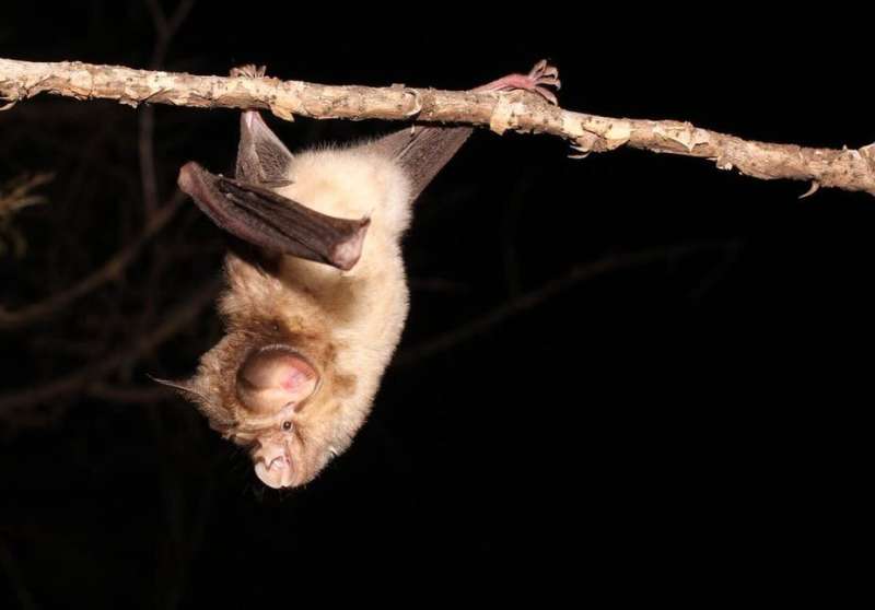 Why it's important to study coronaviruses in African bats