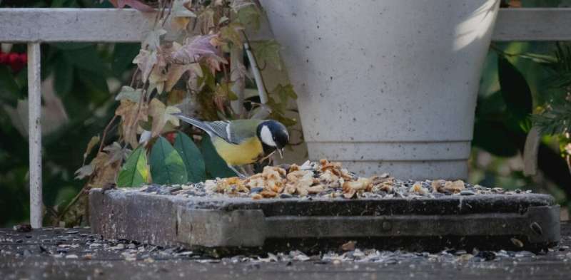 Why you may need to encourage social distancing around your bird feeder