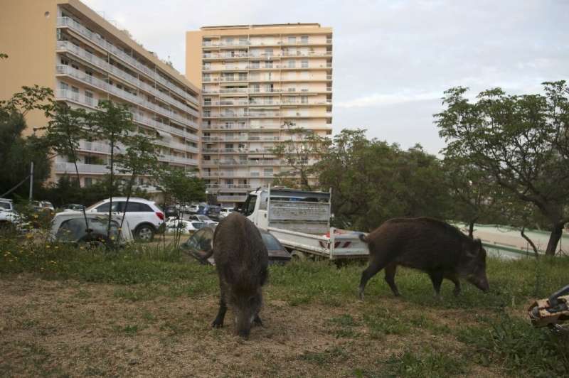Wild boars eat the grass in a garden close to residential buildings in Ajaccio, Corsica, in April