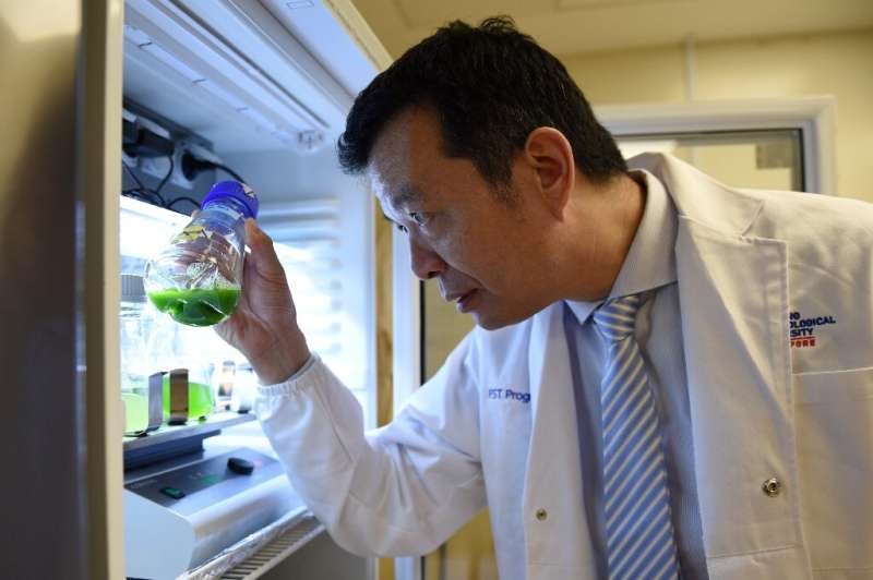 William Chen, director of the Food Science and Technology Programme at Nanyang Technological University, looking at microalgae s