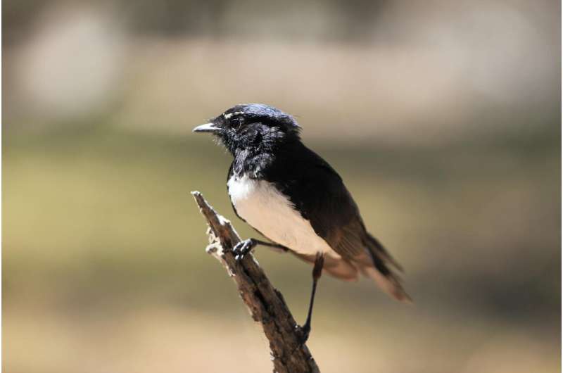 Willie wagtails: The werewolves of the bird world