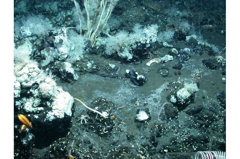 Window to another world: Life is bubbling up to seafloor with petroleum from deep below