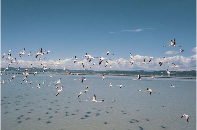 With fewer humans to fear, flamingos flock to Albania lagoon