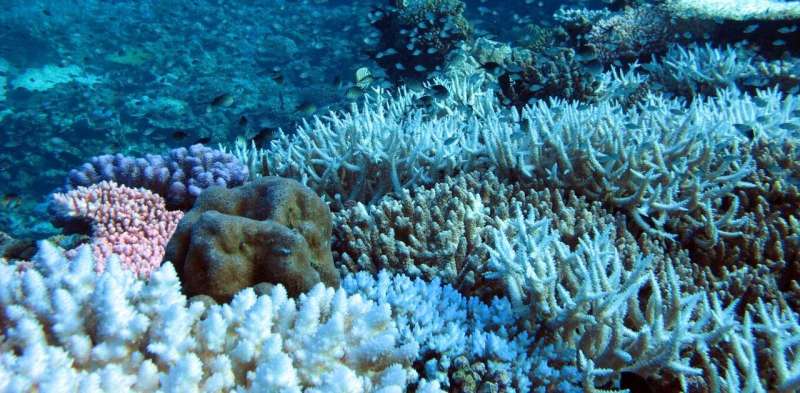 With no work in lockdown, tour operators helped find coral bleaching on Western Australia’s remote reefs