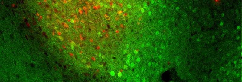 With these neurons, extinguishing fear is its own reward