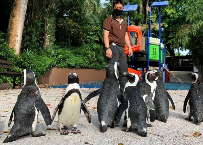 With the zoo closed to the public as Singapore battles a worsening virus outbreak, its African penguins are revelling in the cha