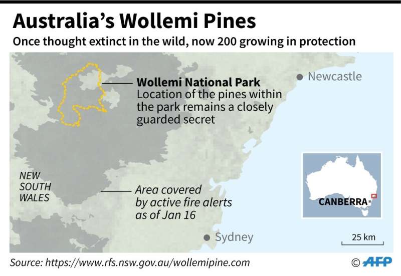 Wollemi National Park in Australia, where pine trees threatened by wildfires have been saved by a protection scheme