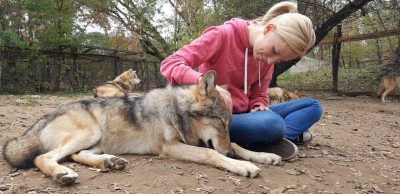 Wolves attached - Adult wolves miss their human handler in separation similar to dogs