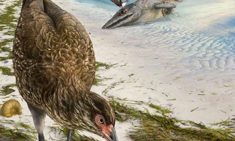 'Wonderchicken' fossil from the age of dinosaurs reveals origin of modern birds