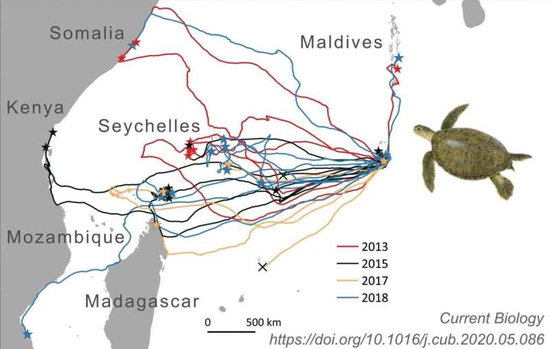 Wonders of animal migration: How sea turtles find small, isolated islands