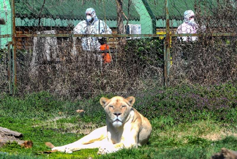 Workers disinfect the area surrounding the lion enclosure at Skopje Zoo