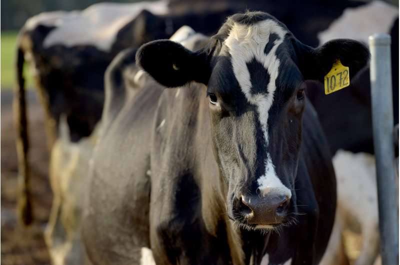 Work needed to reduce the negative effects of heat stress on Australian dairy cows, research reveals
