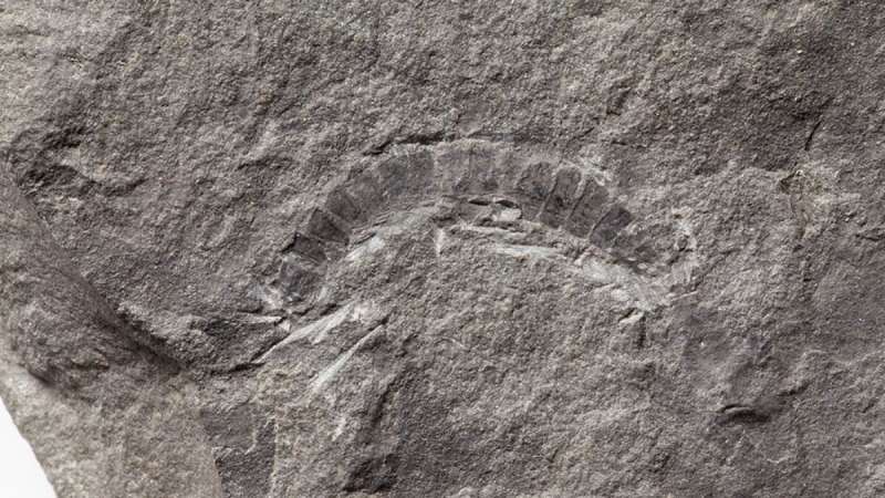 World’s oldest bug is fossil millipede from scotland