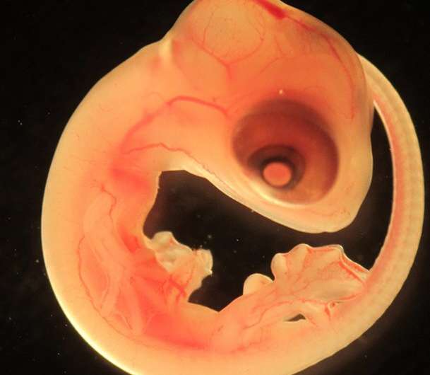 Worms discovered in the brain of lizard embryos for the first time