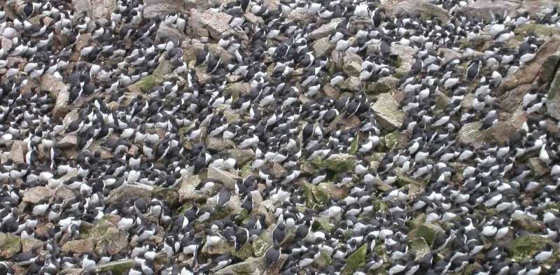Worst marine heatwave on record killed one million seabirds in North Pacific Ocean