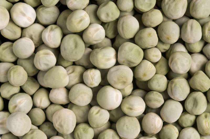 Wrinkled 'super pea' could be added to foods to reduce diabetes risk