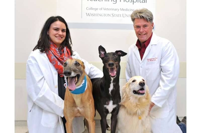 WSU study aims to prevent adverse drug reactions in dogs