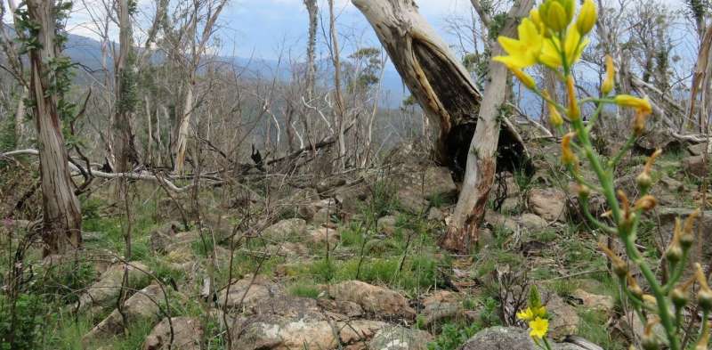 Yes, native plants can flourish after bushfire. But there’s only so much hardship they can take