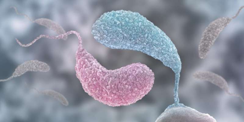 Yin and Yang: Two signaling molecules control growth and behavior in bacteria