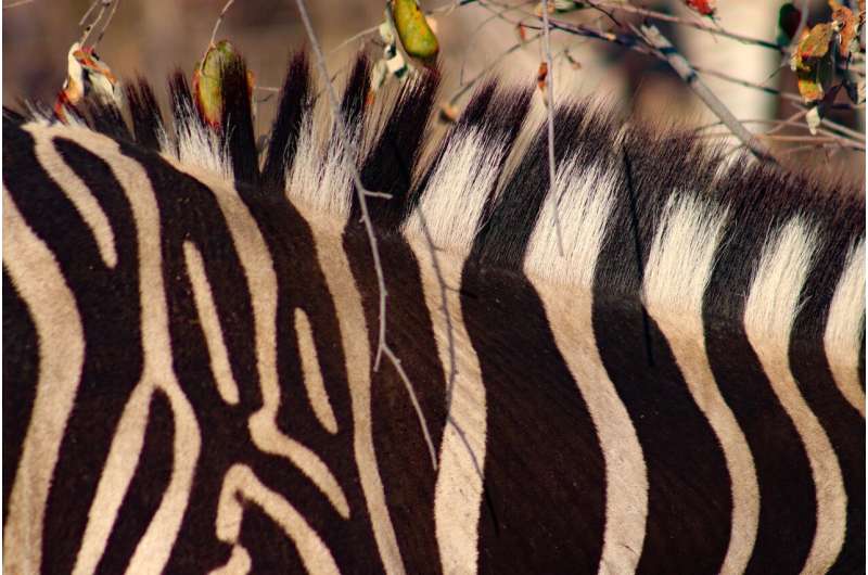 Zebra stripes and their role in dazzling flies