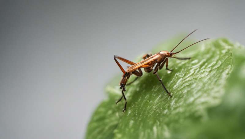  Destructive insects produce high-value products from biowaste