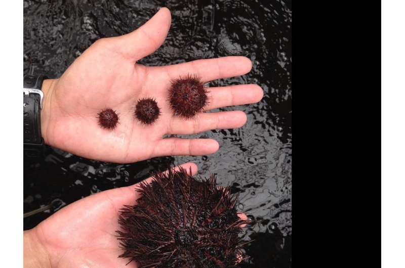 10-year battle of sea urchins vs. invasive seaweed