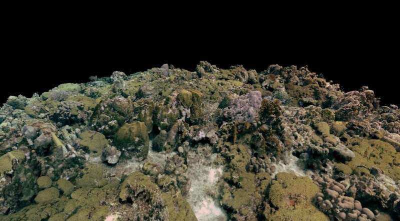 3D imaging creates molecular maps of hidden microbial communities on coral reefs
