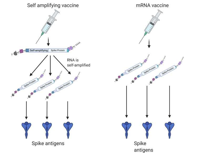 4 things about mRNA COVID vaccines researchers still want to find out
