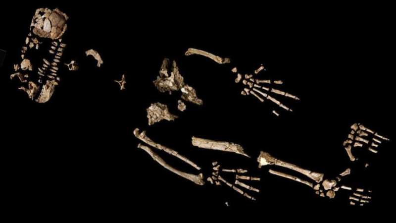 A 4.4 million-year-old skeleton could reveal how early humans began to walk upright