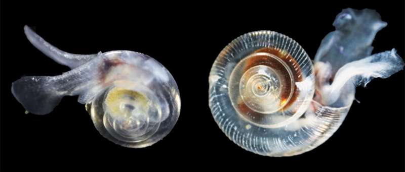 Acidification impedes shell development of plankton off the US West Coast