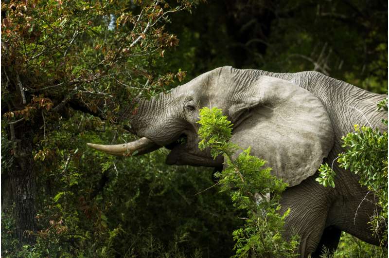 Africa's elephants now endangered by poaching, habitat loss