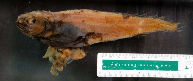 After 40 years, new fish species in named by students on Guam