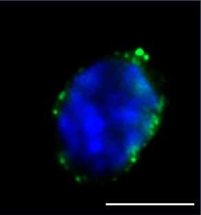 Aged bone marrow niche impedes function of rejuvenated hematopoietic stem cells