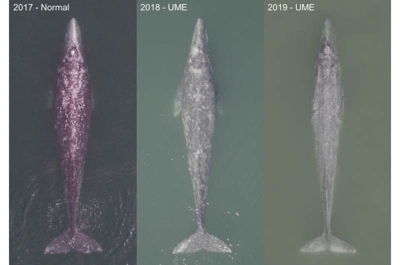 A large number of gray whales are starving and dying in the eastern North Pacific