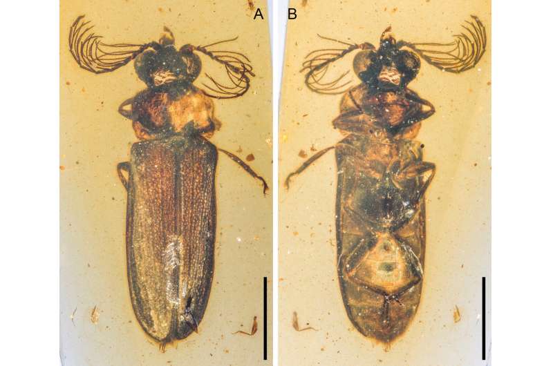 Amber-encased fossil shines light on evolution of bioluminescent insects