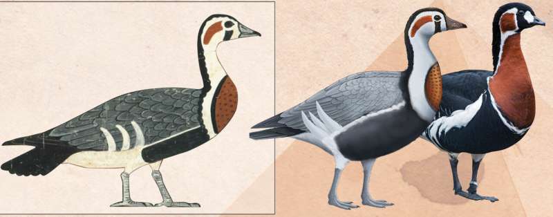 Ancient art reveals extinct goose