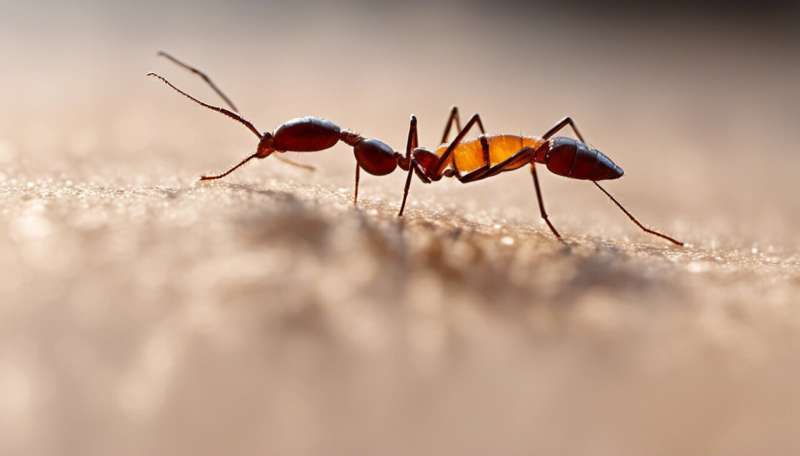 Ant invasion: How pets become pests