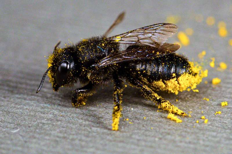 A quarter of known bee species haven't appeared in public records since the 1990s