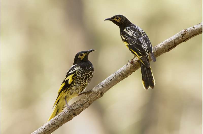 As endangered birds lose their songs, they can't find mates
