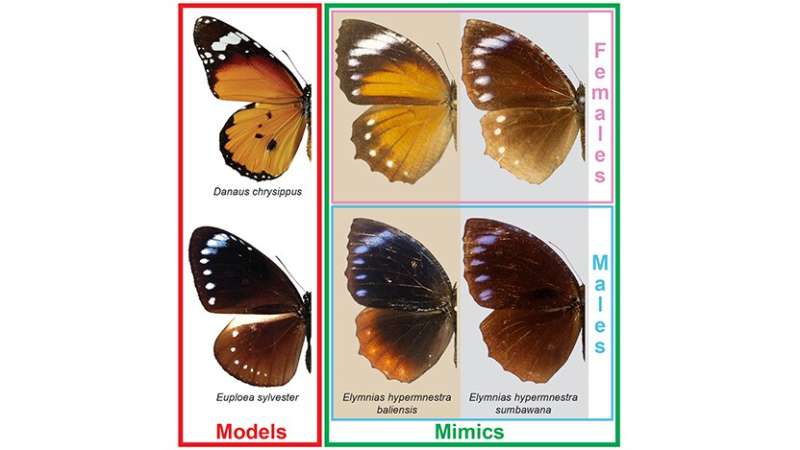 Asian butterfly populations show different mimicry patterns thanks to genetic 'switch'