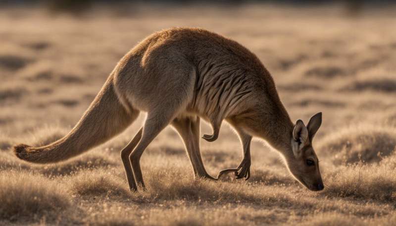 A US ban on kangaroo leather would be an animal welfare disaster – and a missed farming opportunity