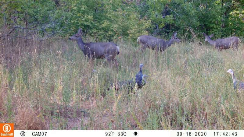 Automatic trail cameras keep wildlife research going during pandemic