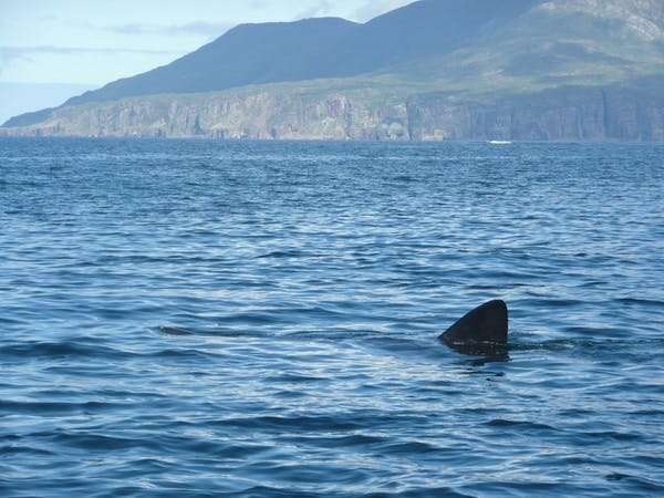 Basking sharks travel in extended families with their own ‘gourmet maps’ of feeding spots, genetic tagging reveals