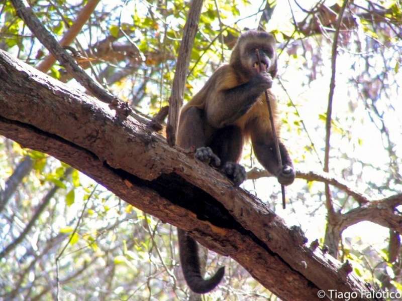 Behavior of wild capuchin monkeys can be identified by marks left on their tools