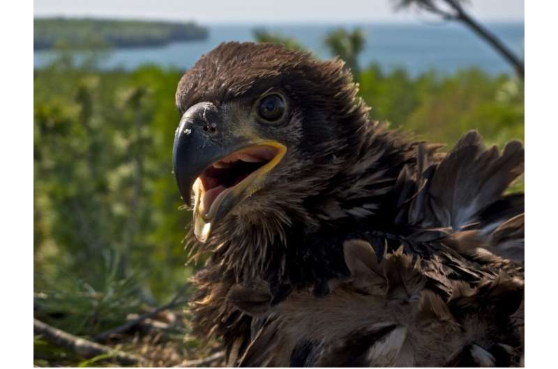 Bioaccumulation of phased-out fire retardants is slowly declining in bald eagles