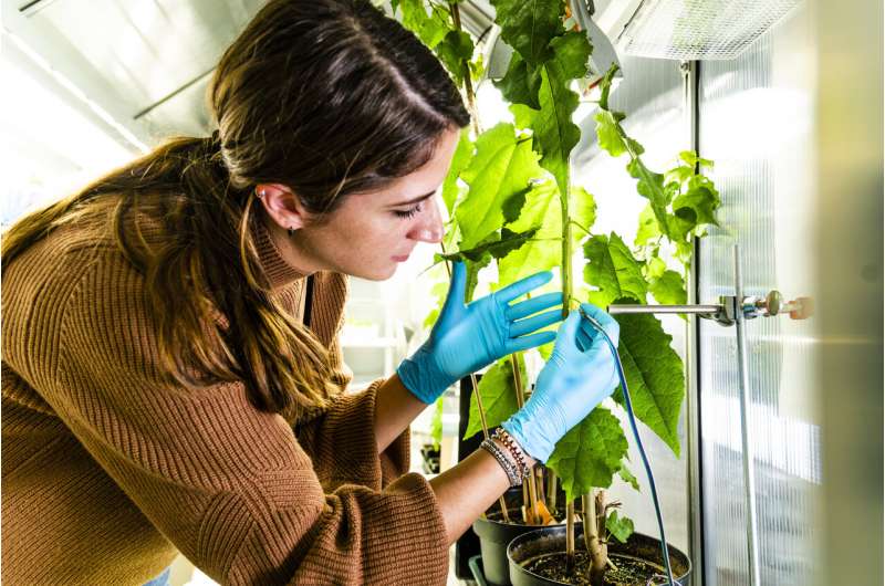 Biosensors monitor plant well-being in real time