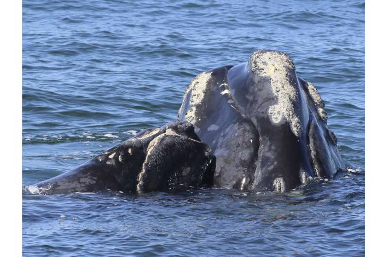 Births among endangered right whales highest since 2015