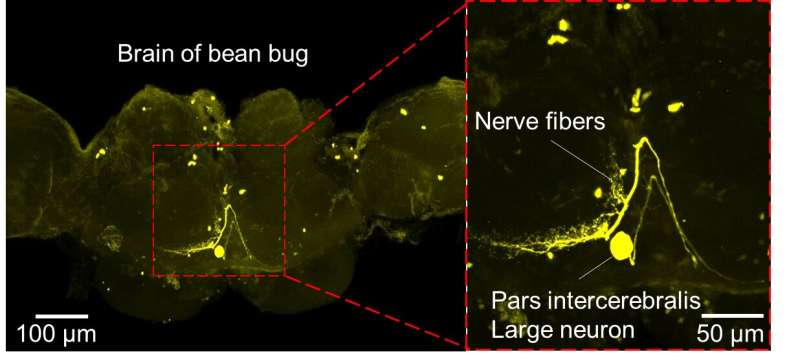 Brain seasonality: Bean bug neurons need biological clock gene for seasonal egg-laying