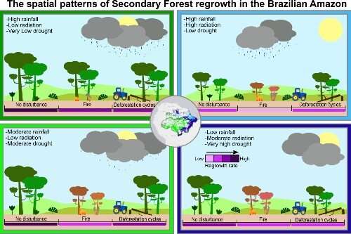 Carbon uptake in regrowing Amazon forest threatened by climate and human disturbance
