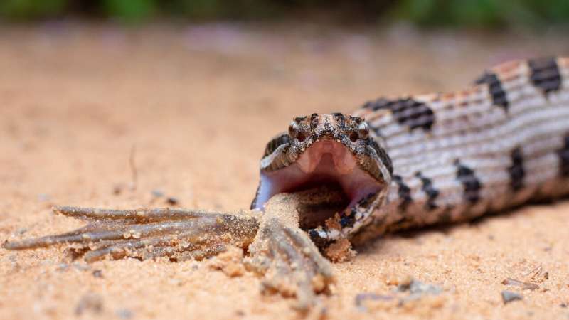 Clemson researchers find snake venom complexity is driven by prey diet